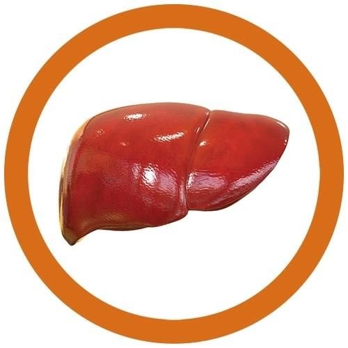 fatty liver